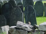 cemetery, Hollis NH