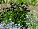 black pansies