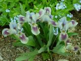 dwarf bearded iris