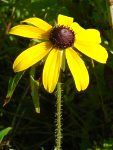 black-eyed susan