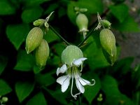 bladder campion