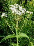 boneset
 (Eupatorium perfoliatum)