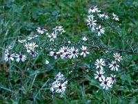 calico aster