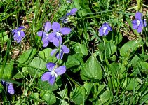 common blue violet