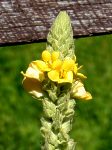 common mullein