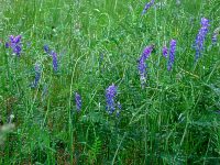 cow vetch