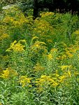 rough-stemmed goldenrod