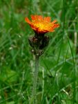 orange hawkweed