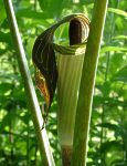 Jack-in-the-pulpit