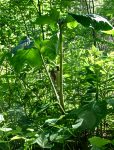 Jack-in-the-pulpit