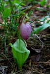 lady's slipper