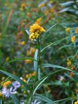 lance-leaved goldenrod