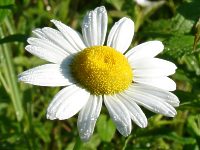 oxeye daisy