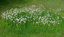 Philadelphia fleabane