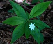 starflower