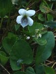 sweet white violet