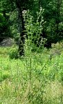 six-foot thistle