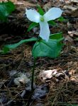 trillium