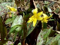 trout lily