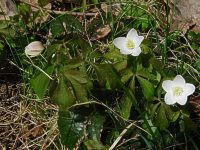 wood anemone